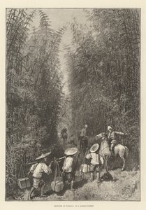 Esquisses à Formosa, dans une forêt de bambous